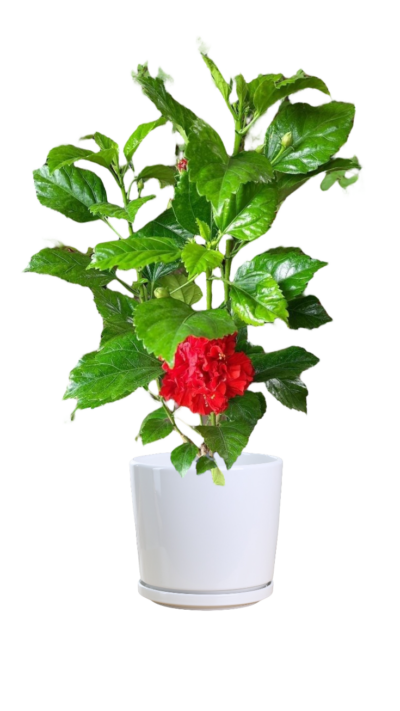 Hibiscus Rosa Sinensis (Red)